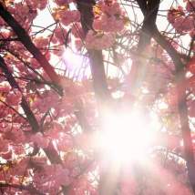 tn_watermarked-cherry blossom 04