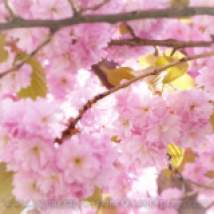 tn_watermarked-cherry blossom 07