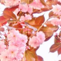 tn_watermarked-cherry blossom 10