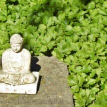watermarked-silent buddha