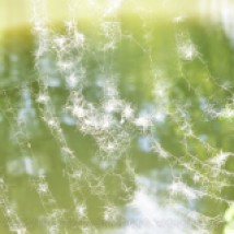 watermarked-spiderweb fluff