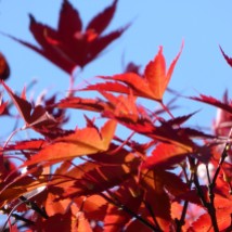 red autumn leaves blue sky